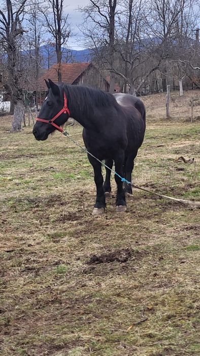 Iapă neagră gestantă