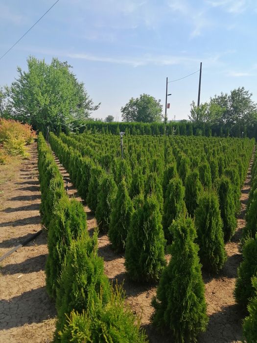 Туя , зимоусточива подходяща за Саксий, кашпи и директно в земя