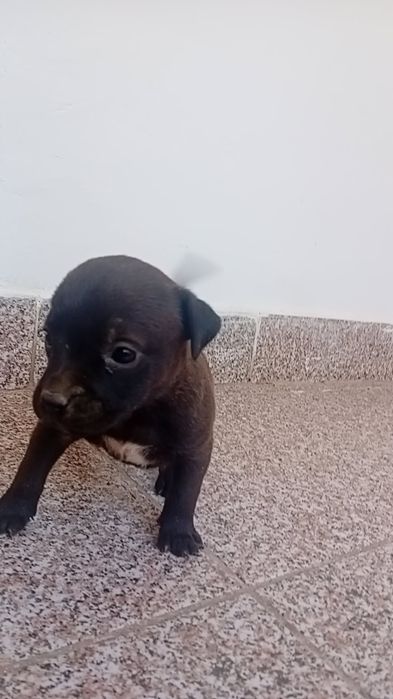 căței amstaff de o lună jumătate