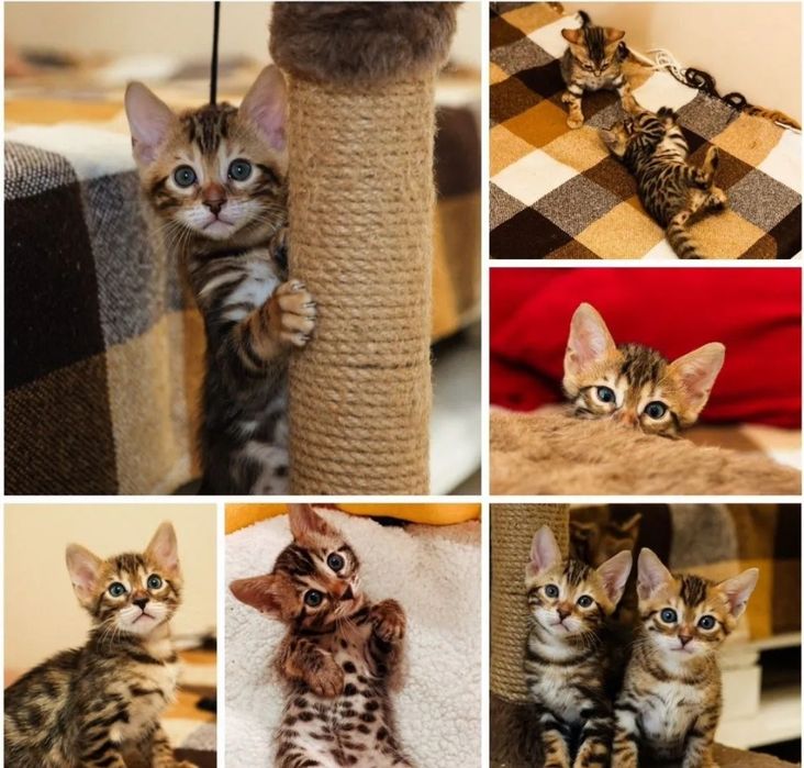 Бенгальские котята