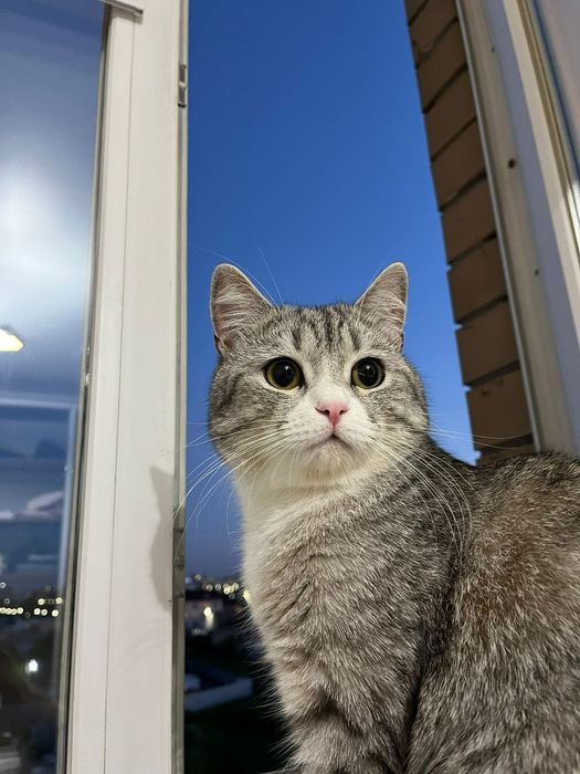 Кот бесплатно 2года