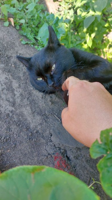 Отдам кота мышелов