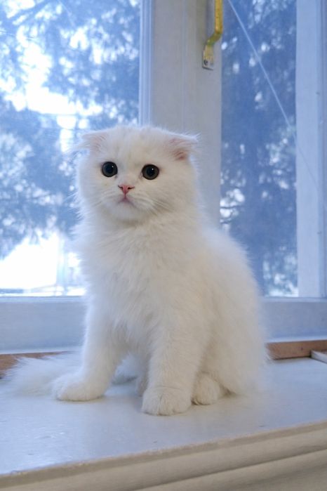 Кот хейланд фолд