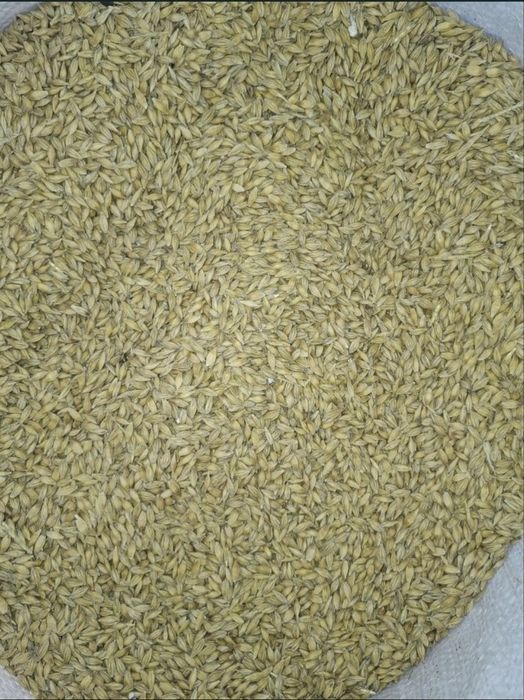 Orzoaică de primăvară