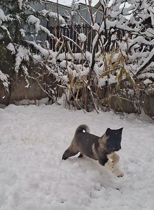 Акита щенки продажа