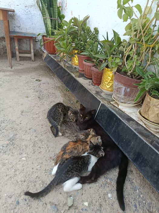 Котята в добрые руки