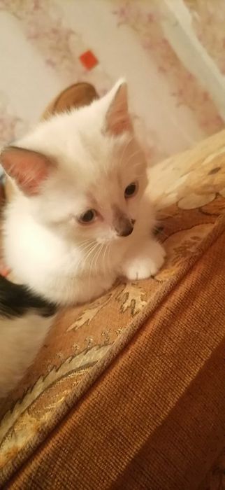 Кошечки домашние, сиамские.