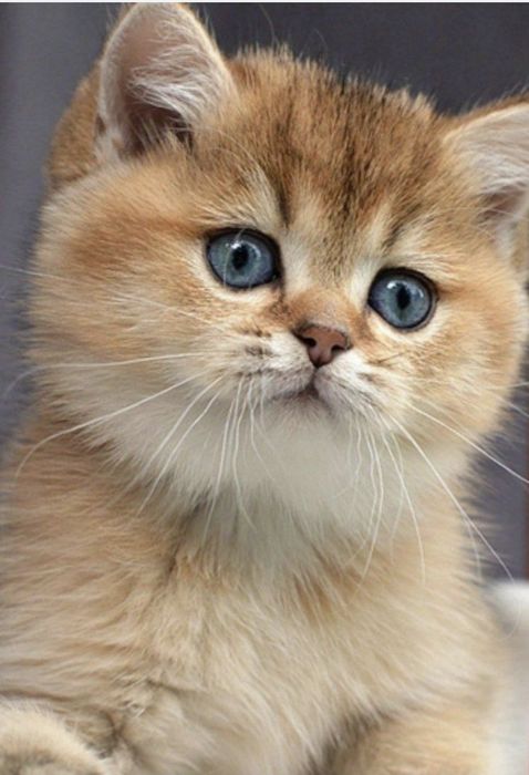 Британская золотая шиншилла девочка