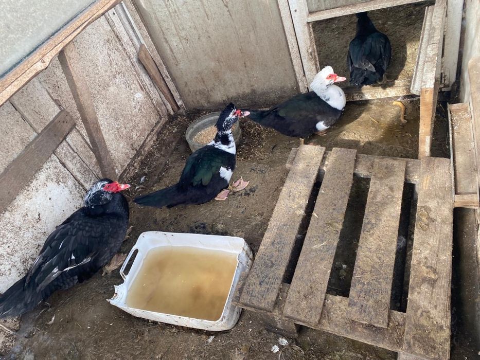 Утки продаются индоутки