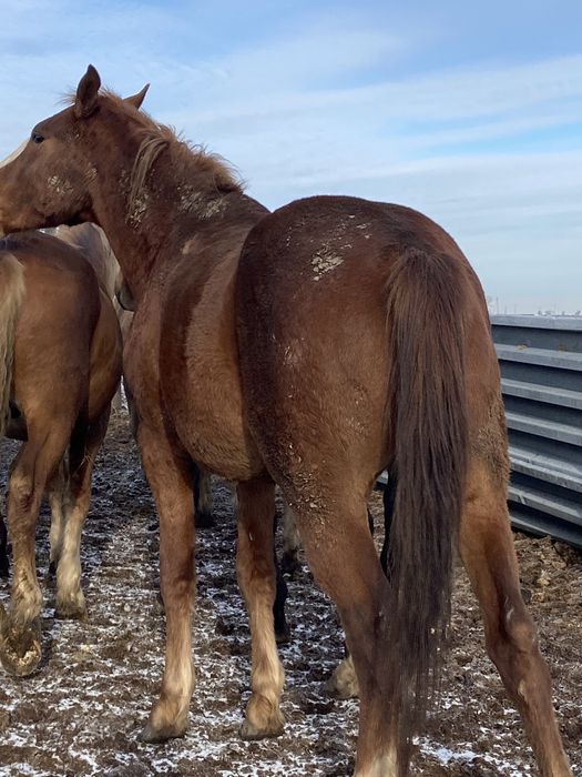 Құнан қостанай