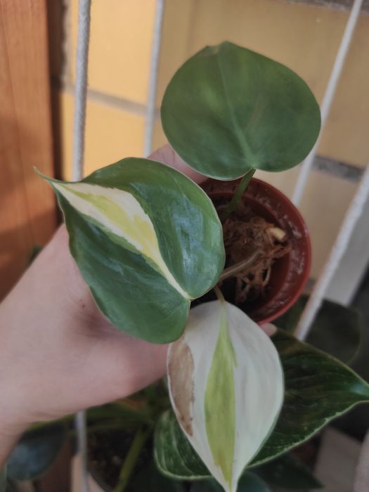 Медиапикта триколор