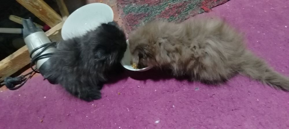 Срочно Продаются вислоухие котята 1,5 месяца  Недорого!