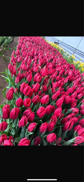 Тюльпаны к 8 марта