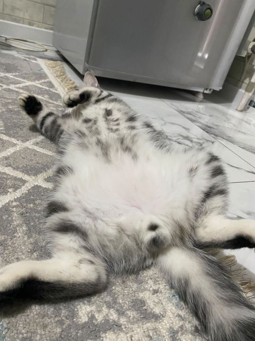 Кот британский красивый