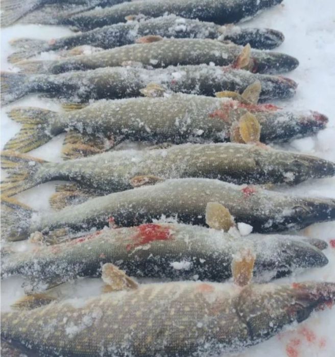 Рыбы по оптовой цене