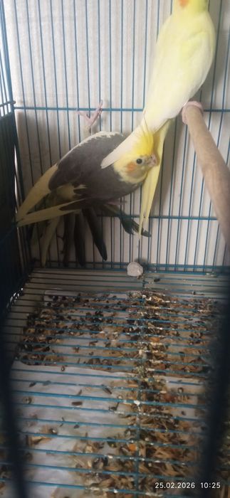 Кареллы продаю молодые