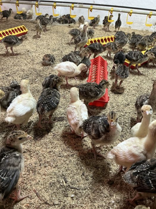 Бронза 708-Хайбрид тер