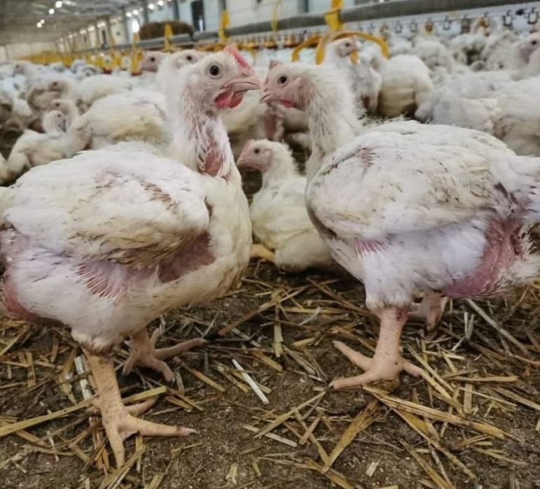 Pui de carne si rasă mixtă