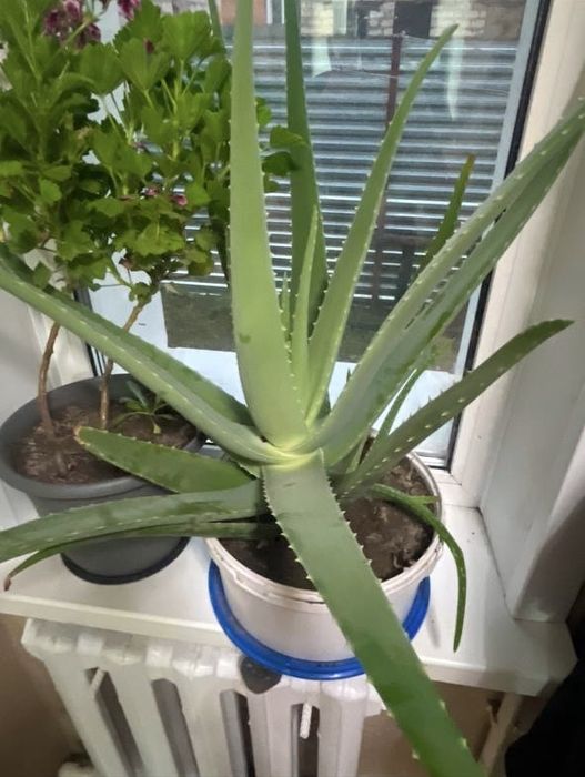 Лечебный Алое Вера