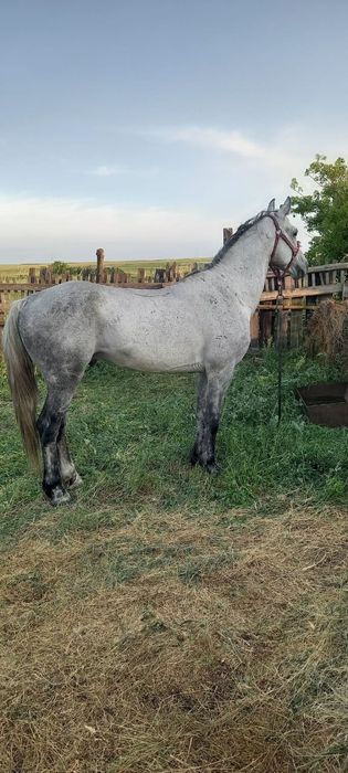 Продам жеребца на племя