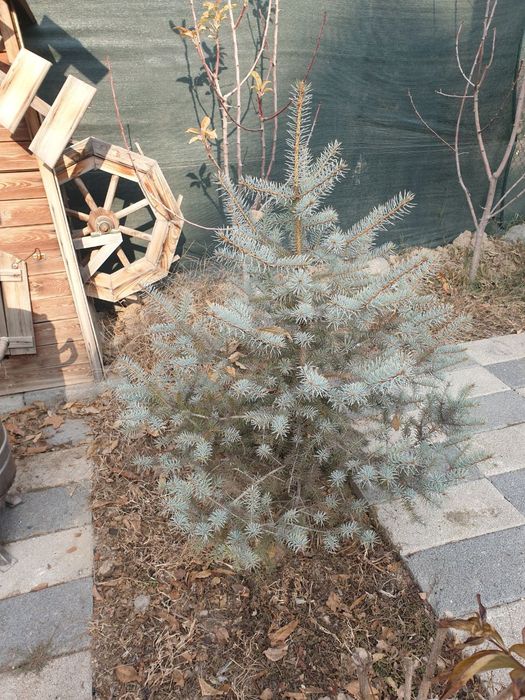 Ёлка кремлевская ,голубая ель
