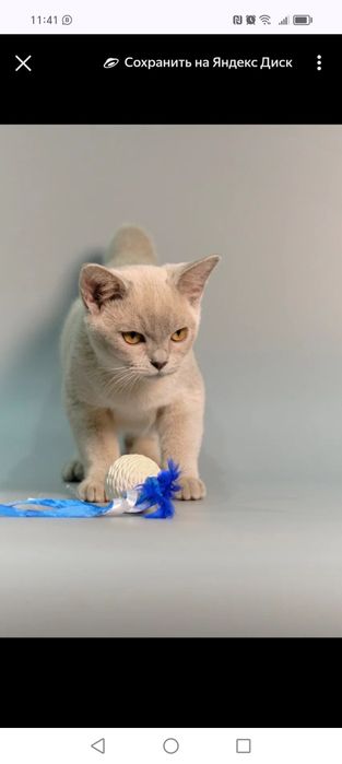 Котята европейской бурмы