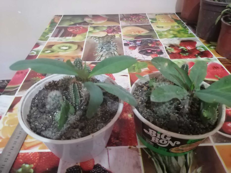 Комнатные цветы. Хона гуллари