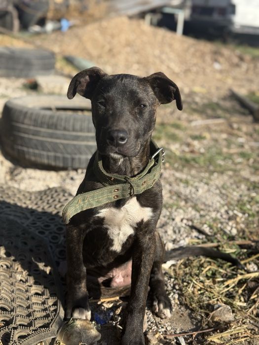 Питбуль 4месяцев торг есть