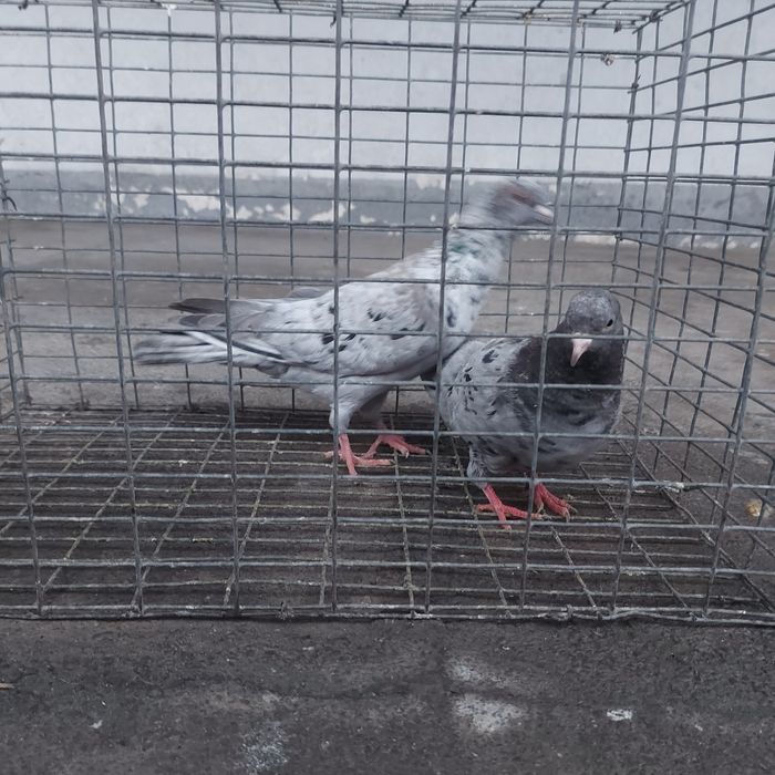 Челкар сизи бакинцы лет с игрой