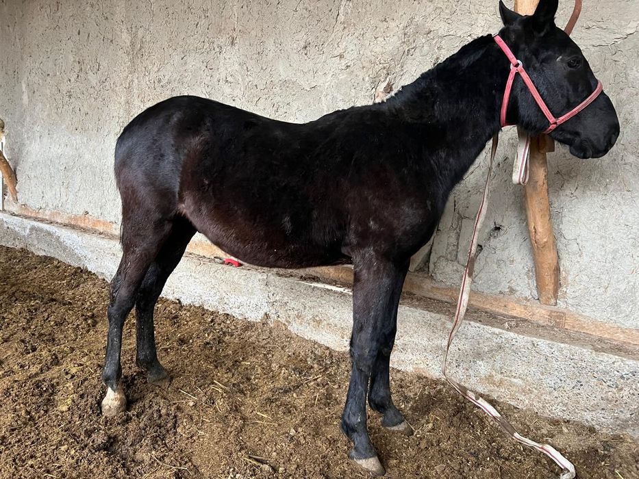 От сотилади киргиз отлари