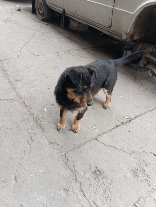 Приблудились собаки