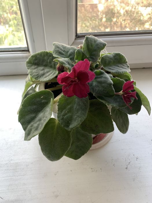 Фиалка цветок в горшке