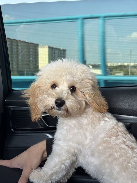 Мальтипу (щенок 9 месяцев)