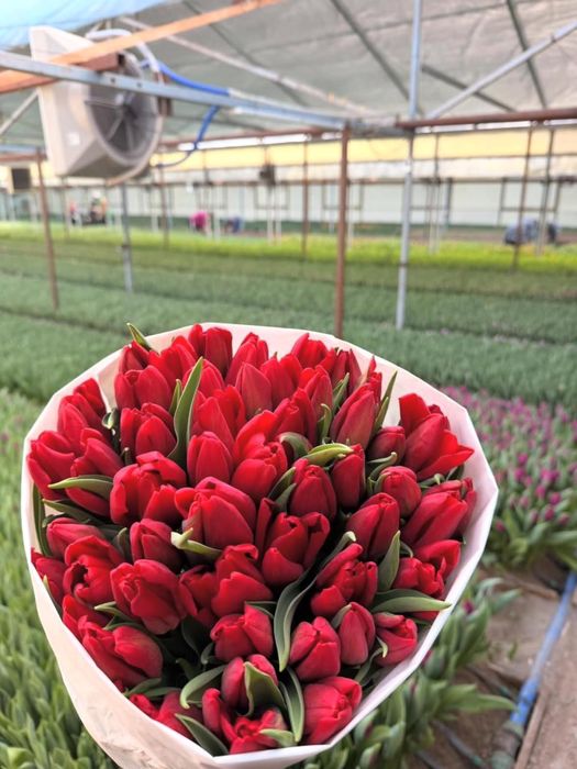 Тюльпаны оптом и в розницу!