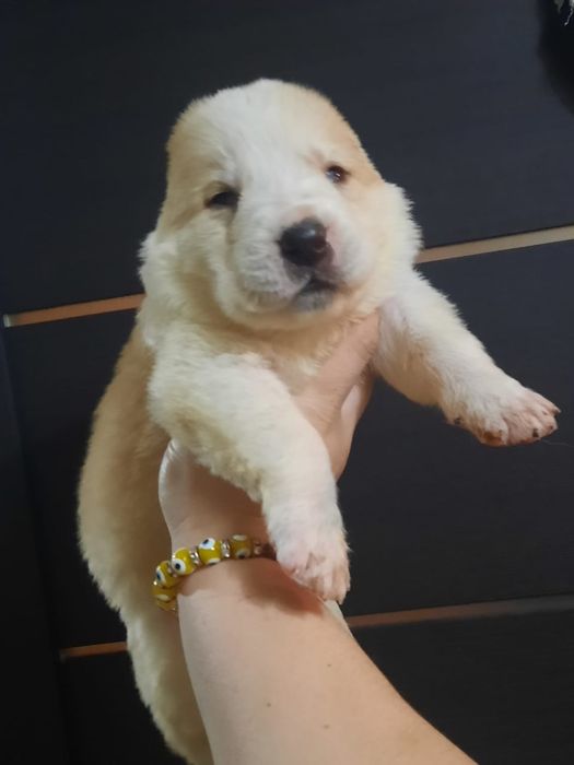 Щенки САО Алабай