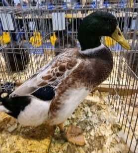 Rate rasa Streicher - ultima pereche disponibila