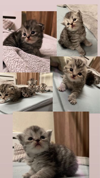 Котята Шиншилята