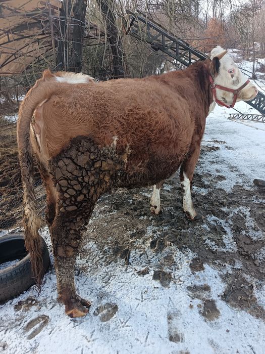 Vând vaca cu vițel