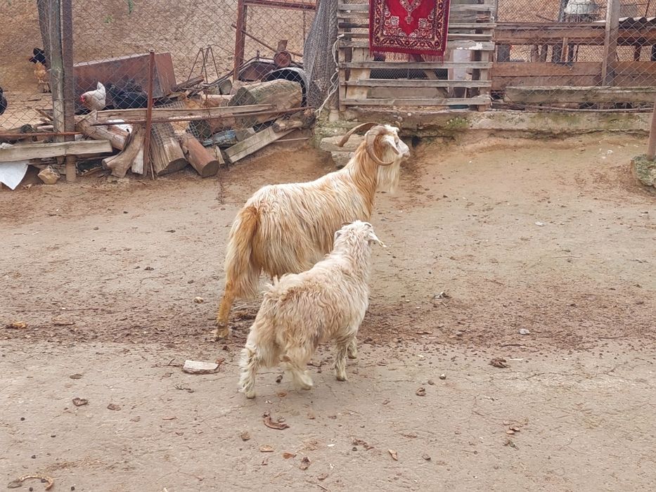 Жас ірі денелі лақты ешкі сатылады