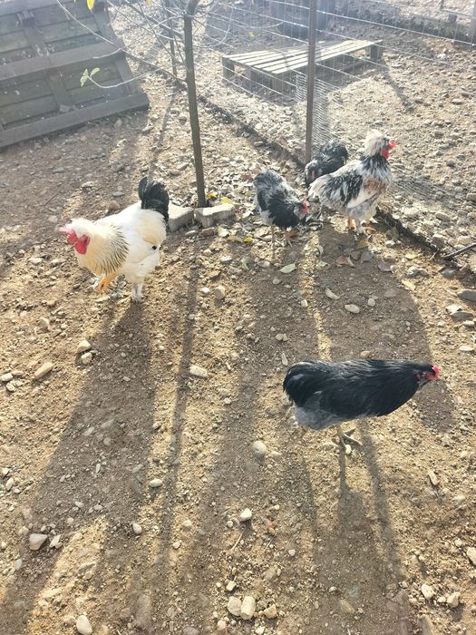 De vânzare cocoș moțat și auroncana.