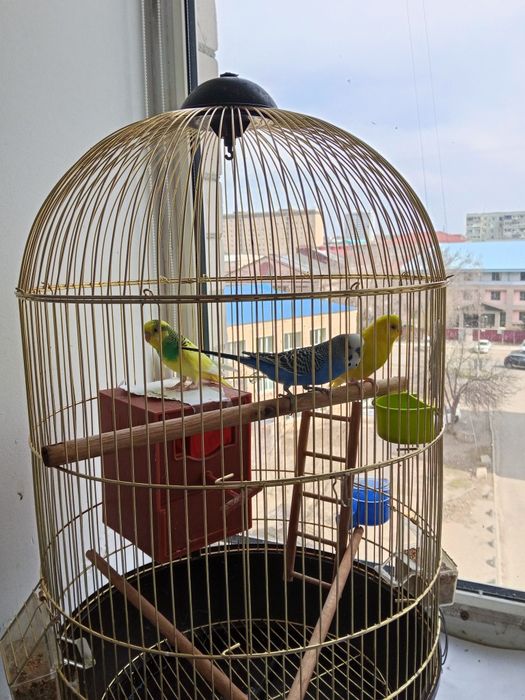 Продам 3 попугая с клеткой