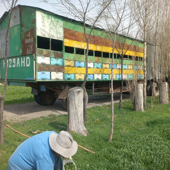 Пчелопавильон с ульями