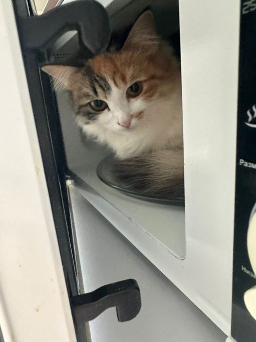 Отдам в добрые руки,