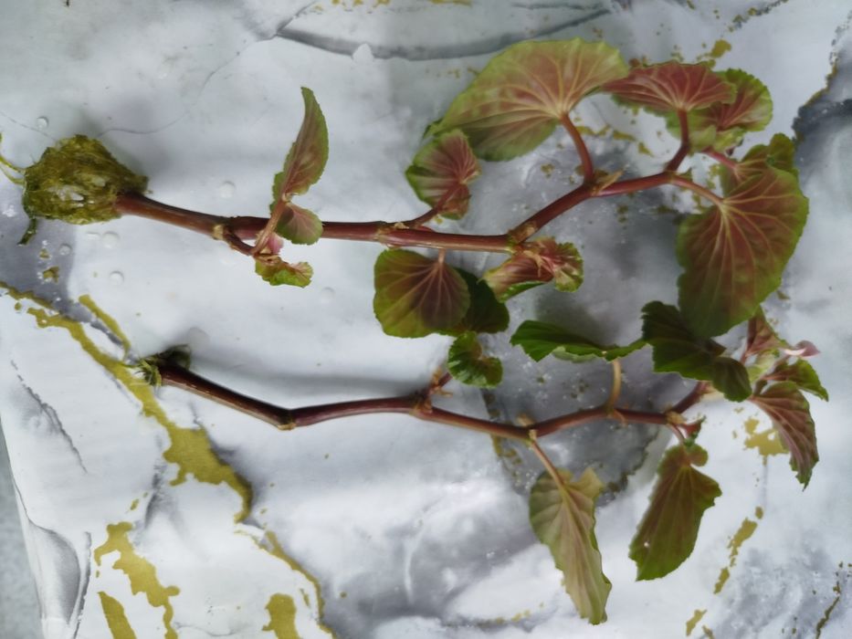 Продам бегонию вечноцветущую