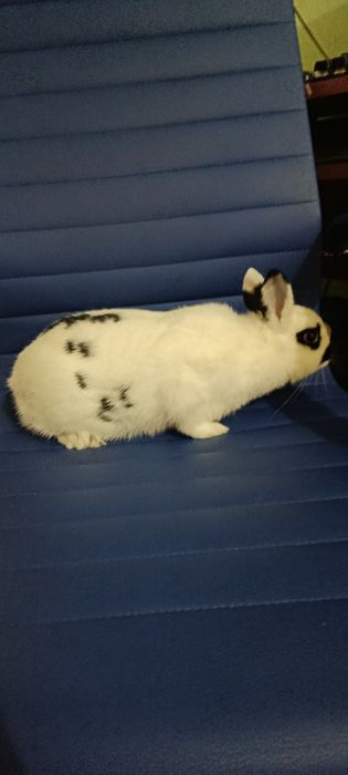 Quyon sotiladi karlik hotot