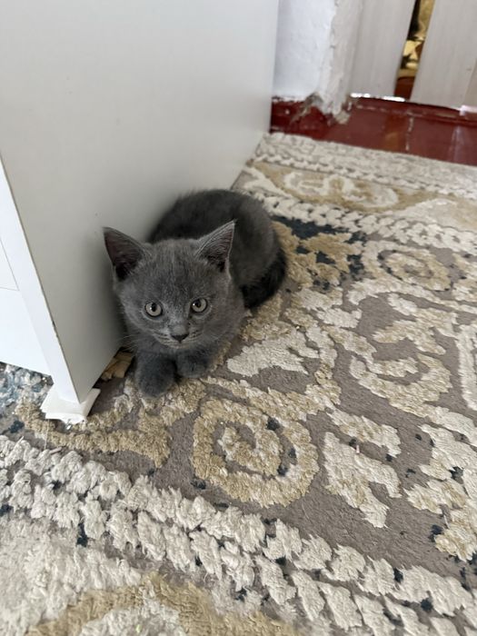 Отдам котят в хорошие руки