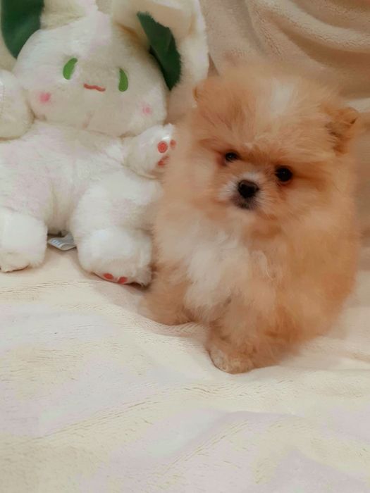 Продам щенков шпица.