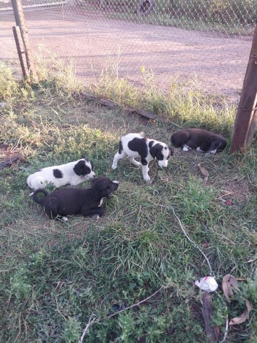 Дарю щенят :).