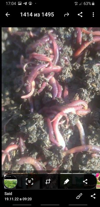 Ассалому алейкум биогумусга кизиканлар