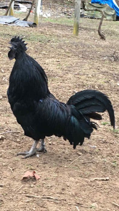 Млади петлета Аям Кемани